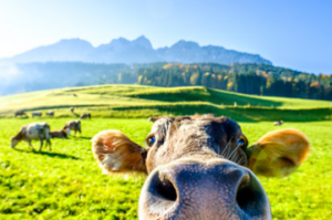 ユニーク過ぎる企業？！おもしろ法人カヤックの魅力まとめ