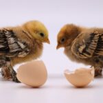 デイリーエッグの口コミ・評判と将来性は？給与や働きがい、品質管理の強みを実態検証